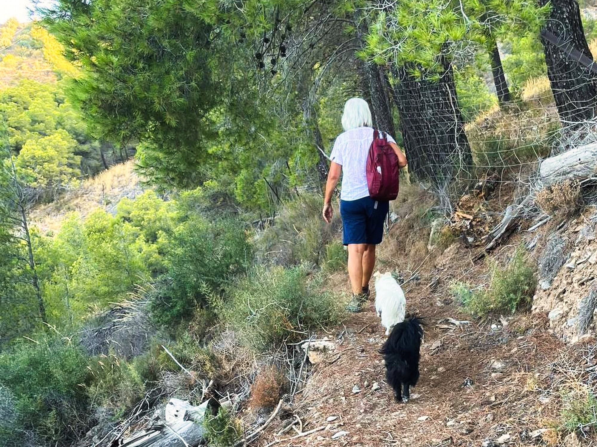 Wandelen met de hondjes tijdens een individuele retraite